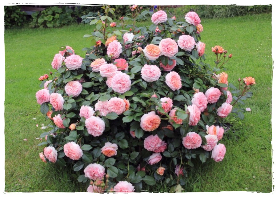 Chippendale róża wielkokwiatowa